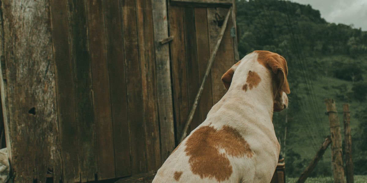 自然豊かな環境で過ごす犬