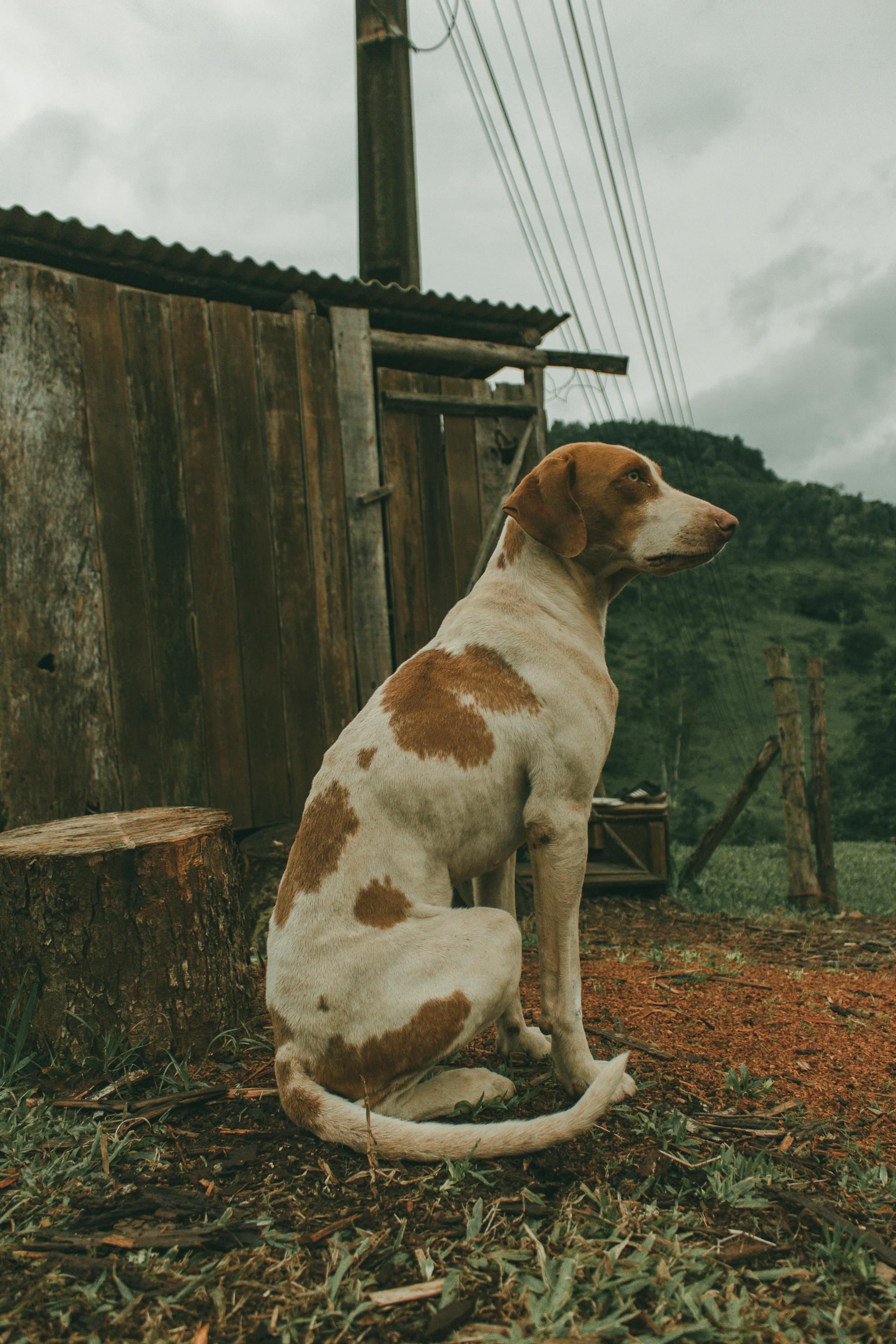 dog guarding a farm