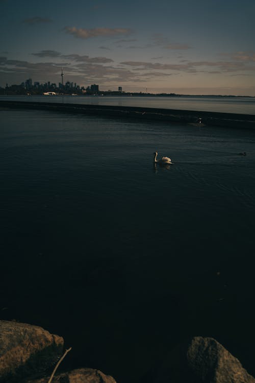 A swan swimming in the water near a city