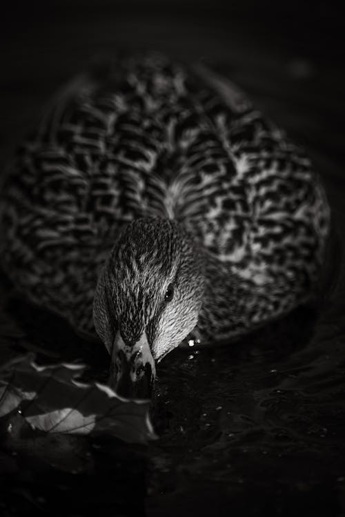 Foto profissional grátis de ave, fechar-se, fotografia animal