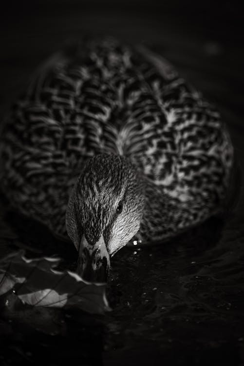 Fotobanka s bezplatnými fotkami na tému čierny a biely, fotografie zvierat žijúcich vo voľnej prírode, kačica