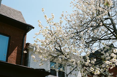 ağaç, bahar, çiçek açan içeren Ücretsiz stok fotoğraf