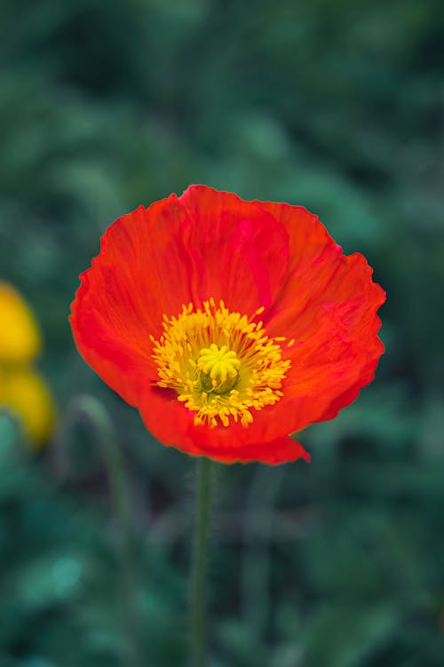 Close up of Red Poppy