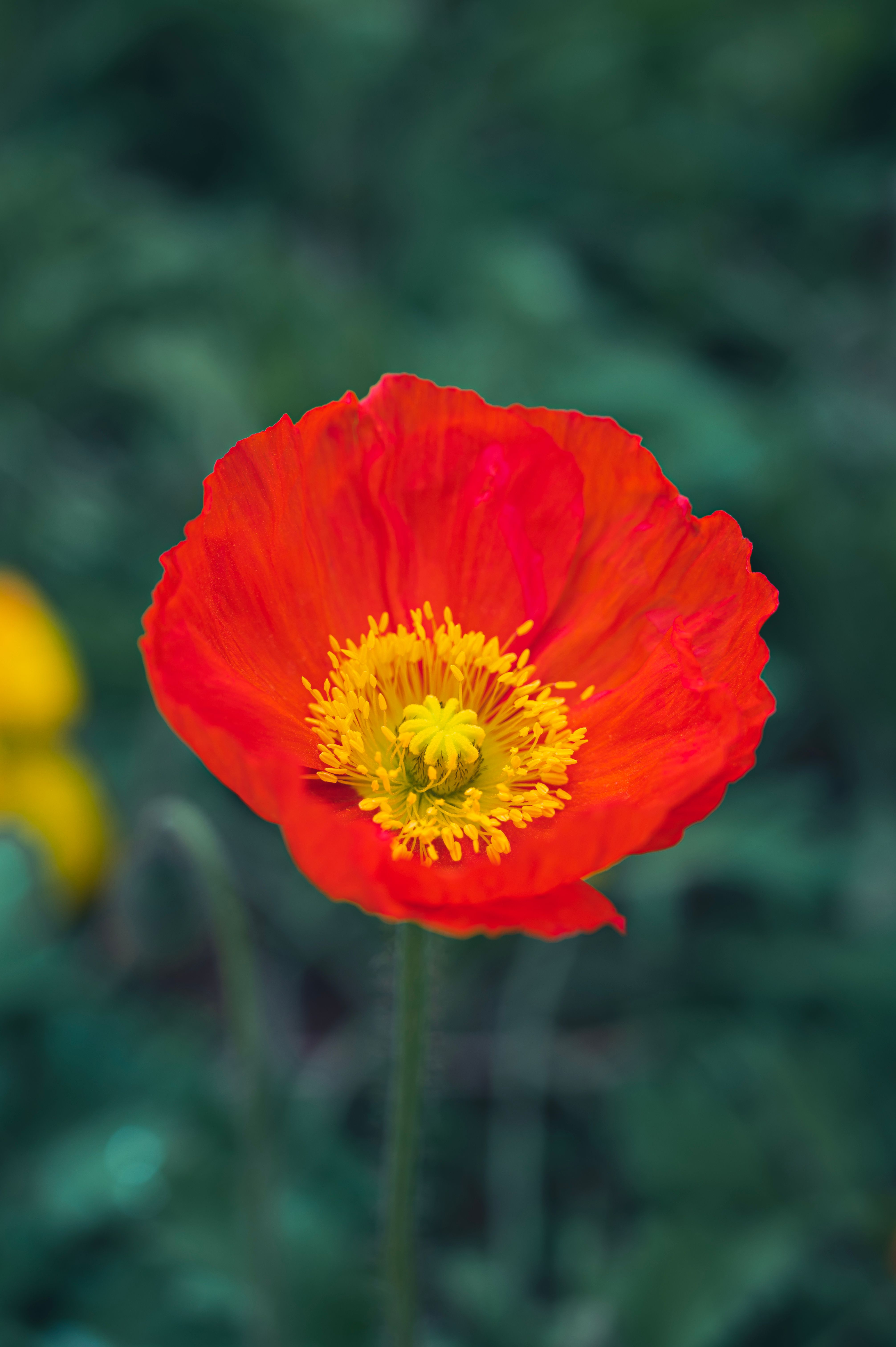 Close up of Red Poppy · Free Stock Photo