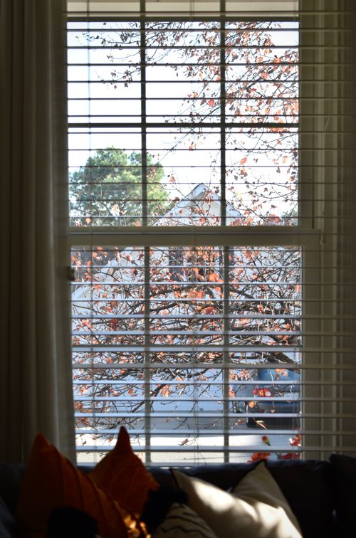 Free A cozy autumn view through window blinds revealing fall leaves and a quiet street in Richmond, VA. Stock Photo