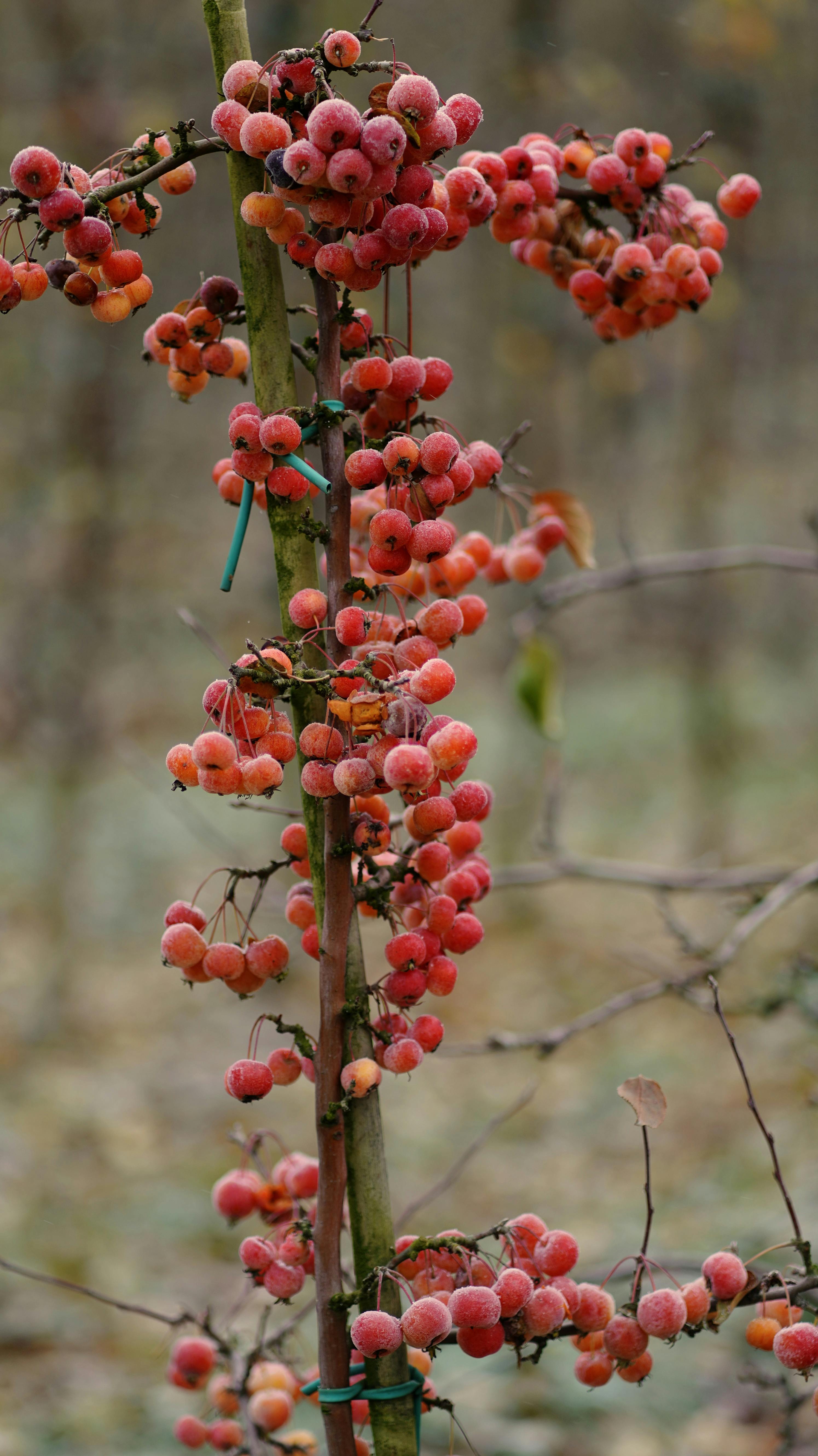 Close-up of frosted red berries on a plant branch in a natural setting. Captured outdoors.