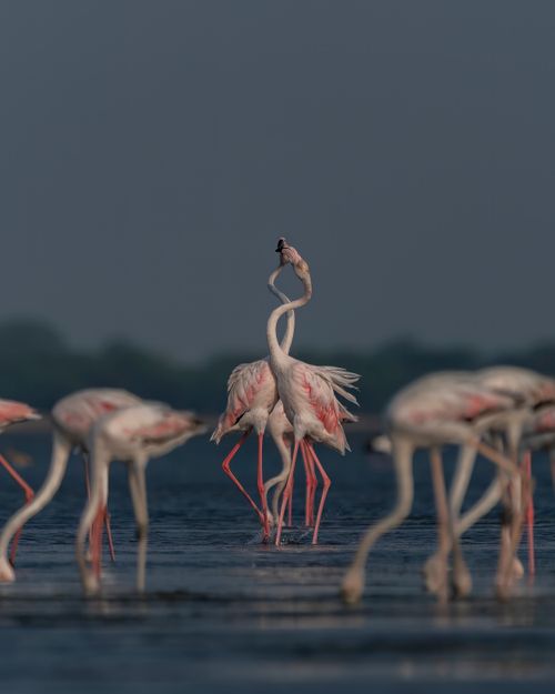 Free A serene group of flamingos in a calm lake scene, highlighting their elegance and gracefulness. Stock Photo