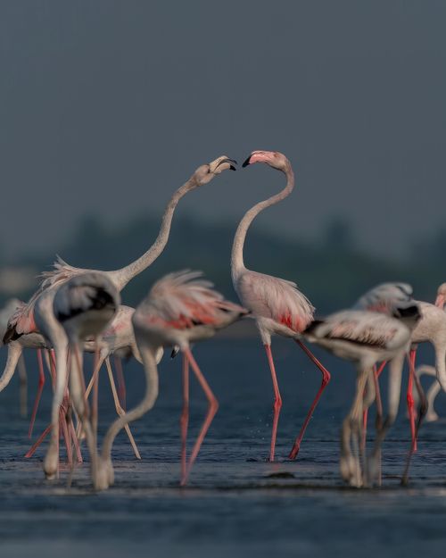 Free Graceful flock of Greater Flamingos wading in water, showcasing vibrant plumage in natural setting. Stock Photo