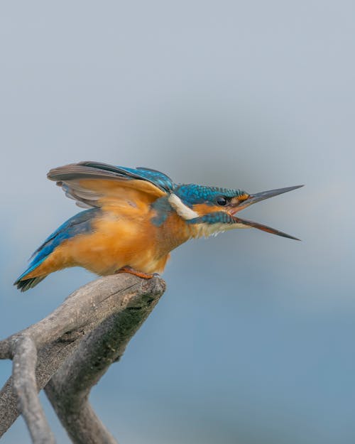 Základová fotografie zdarma na téma divočina, kolibřík, látat