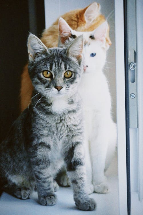 Δωρεάν στοκ φωτογραφιών με αξιολάτρευτος, άσπρη γάτα, γατάκια