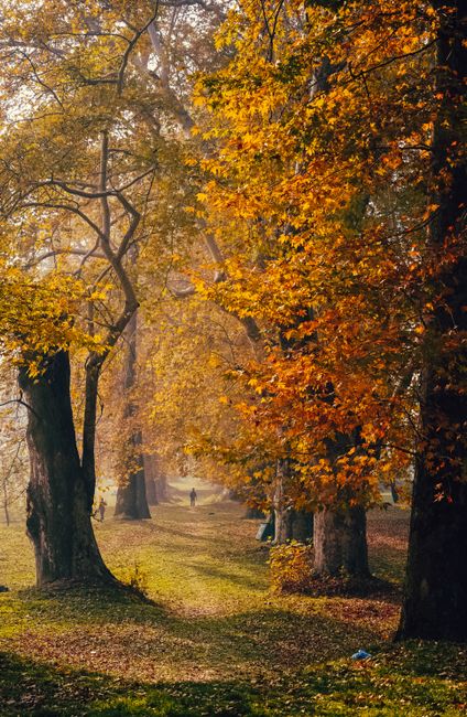 A serene autumn landscape in Srinagar with towering trees and a person walking along a leafy path.
