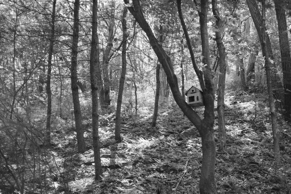 Serene black and white forest scene with a charming birdhouse on a tree.