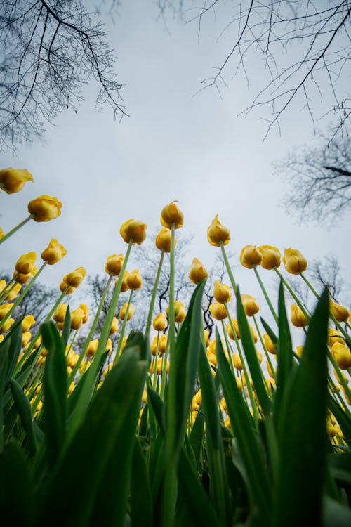 Flowerbed of Yellow Tulips