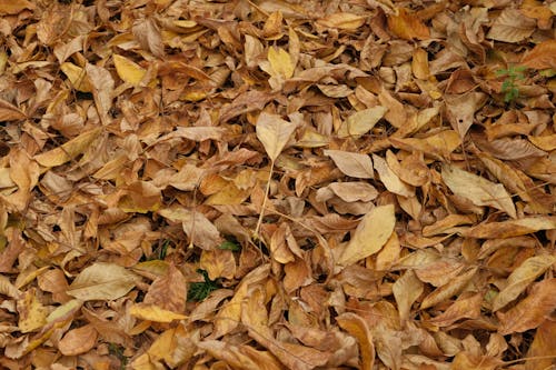 무료 가을, 간, 갈색 잎의 무료 스톡 사진