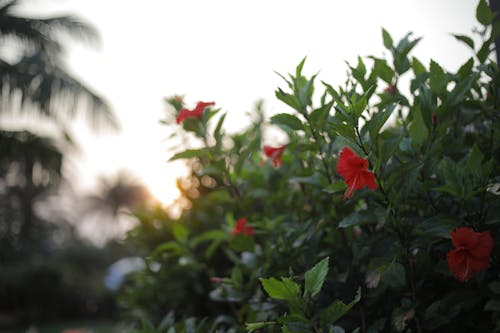 夕日, 美しい花, 黄金の太陽の無料の写真素材