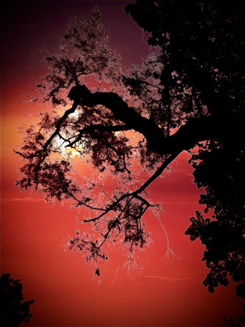 Безкоштовне стокове фото на тему «вечір, гарний захід сонця, красива природа»