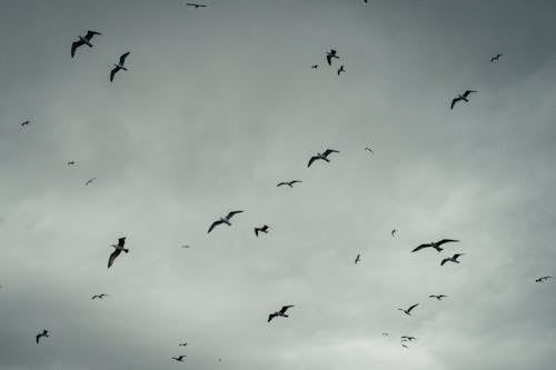 Foto stok gratis awan, bangsa burung, bayangan hitam