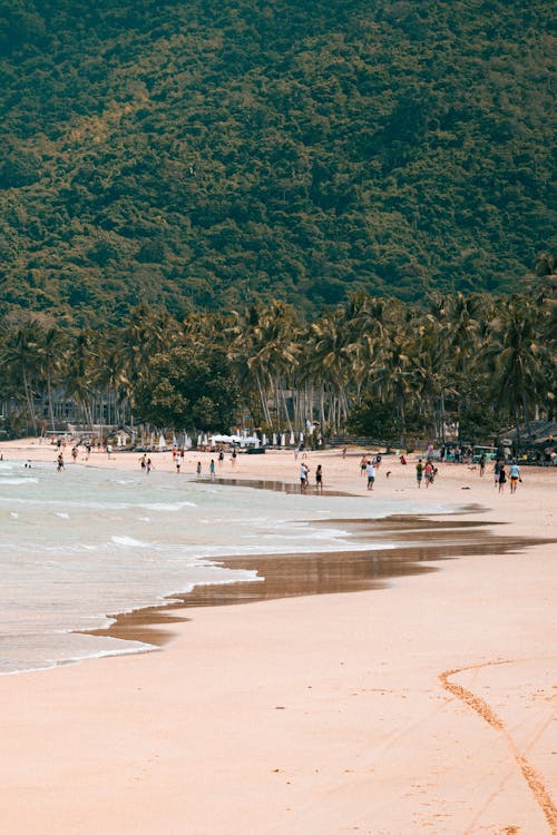 Free Palms on a Tropical Beach  Stock Photo