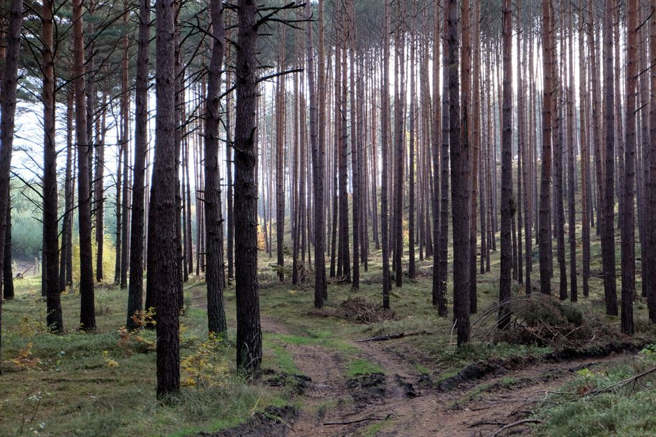 Hiking, baking and decorating in autumn