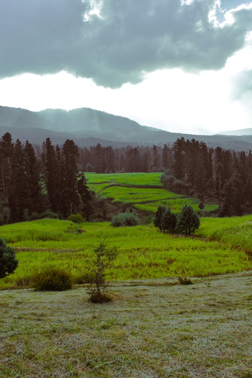 Coniferous Trees in a Mountain Valley