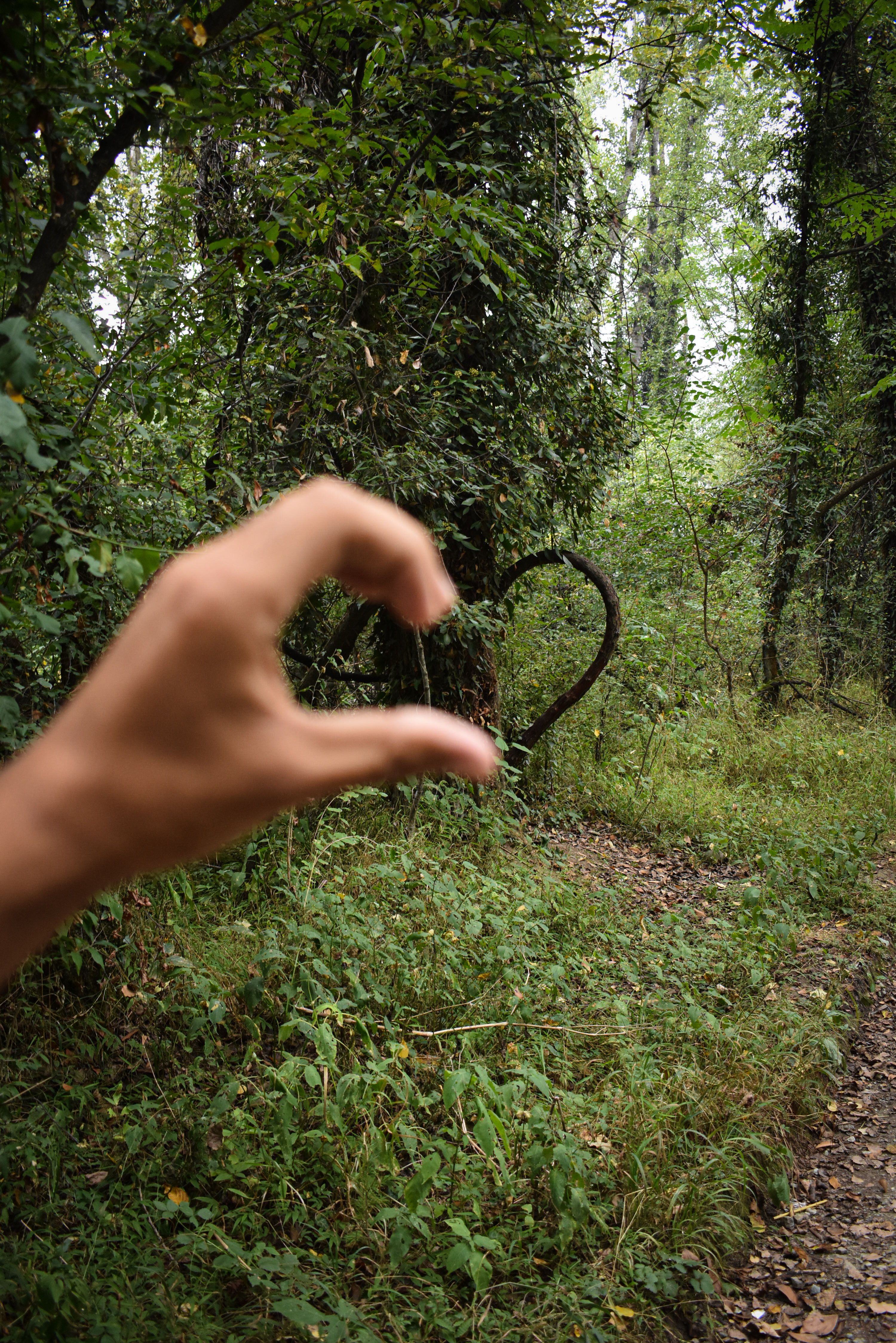 A hand mimics a heart shape against a heart-shaped vine in a lush forest setting.
