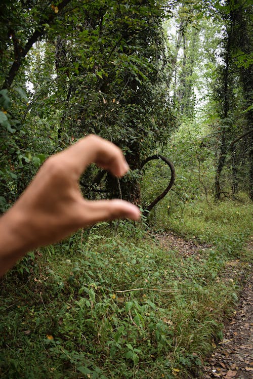 Human Fingers in Shape of Heart in a Forest 