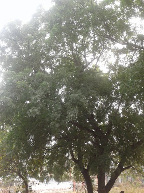 Natural environment Neem tree 