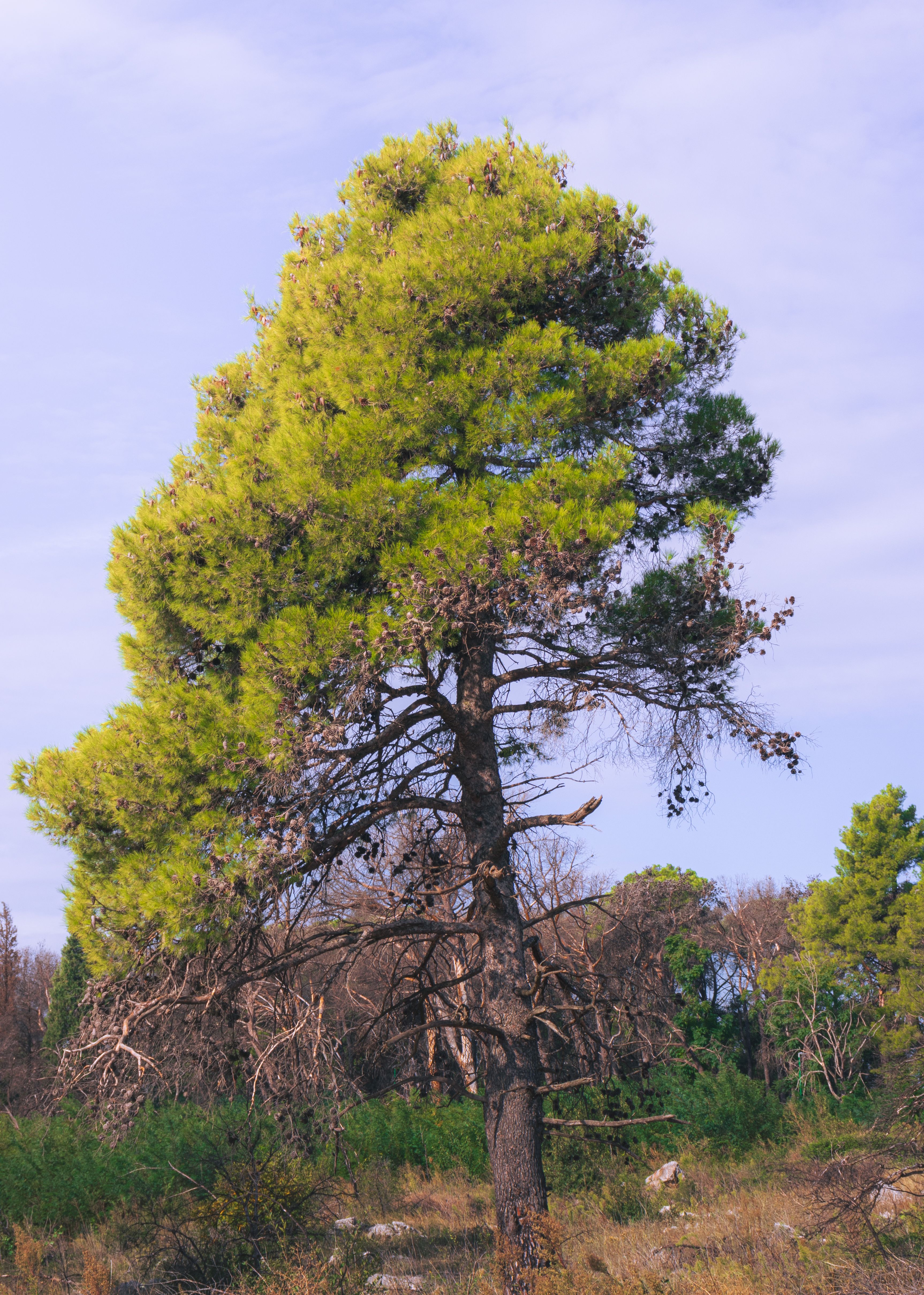 Tree in Front of Forest · Free Stock Photo
