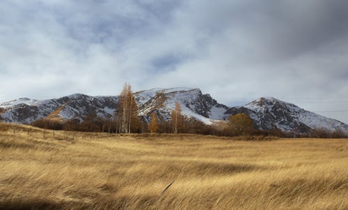 View of a Grass Field and Snowcapped Mountains 