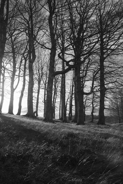 Black and White Photo of a Meadow and Leafless Trees