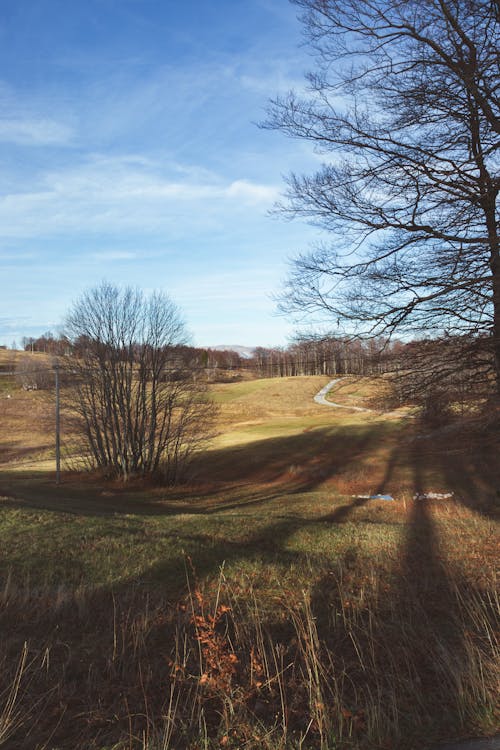 View of a Meadow and Trees in the Countryside 