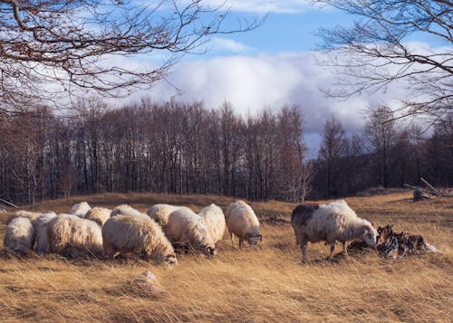Безкоштовне стокове фото на тему «вівці, дерева, зграя птахів»