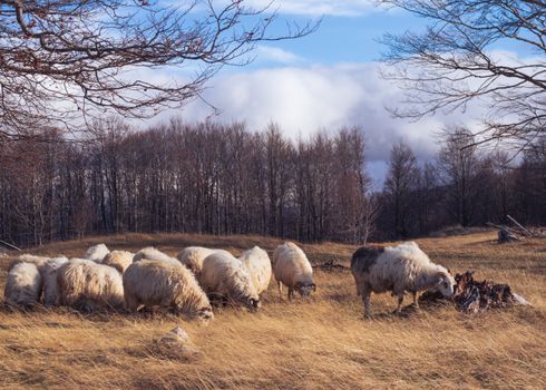 Sheep graze on a field in rural Žabljak, Montenegro, with a forest backdrop under a cloudy sky.