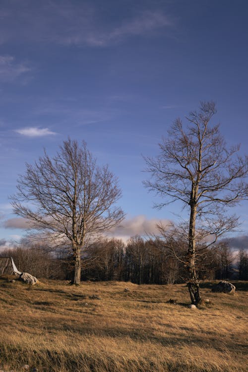 Field in Winter with Two Trees