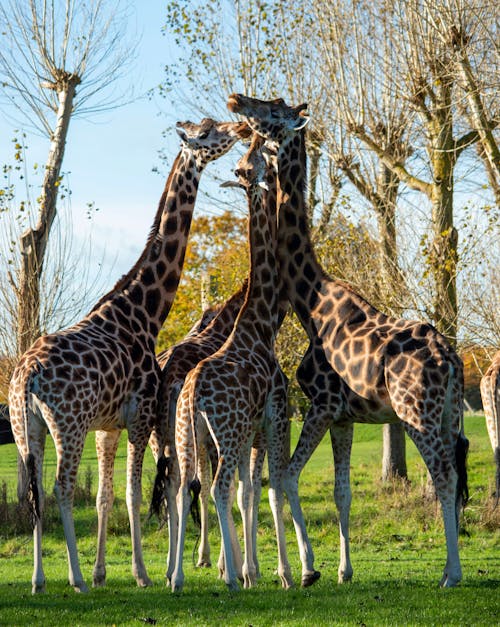 Fotos de stock gratuitas de animales, campo, césped