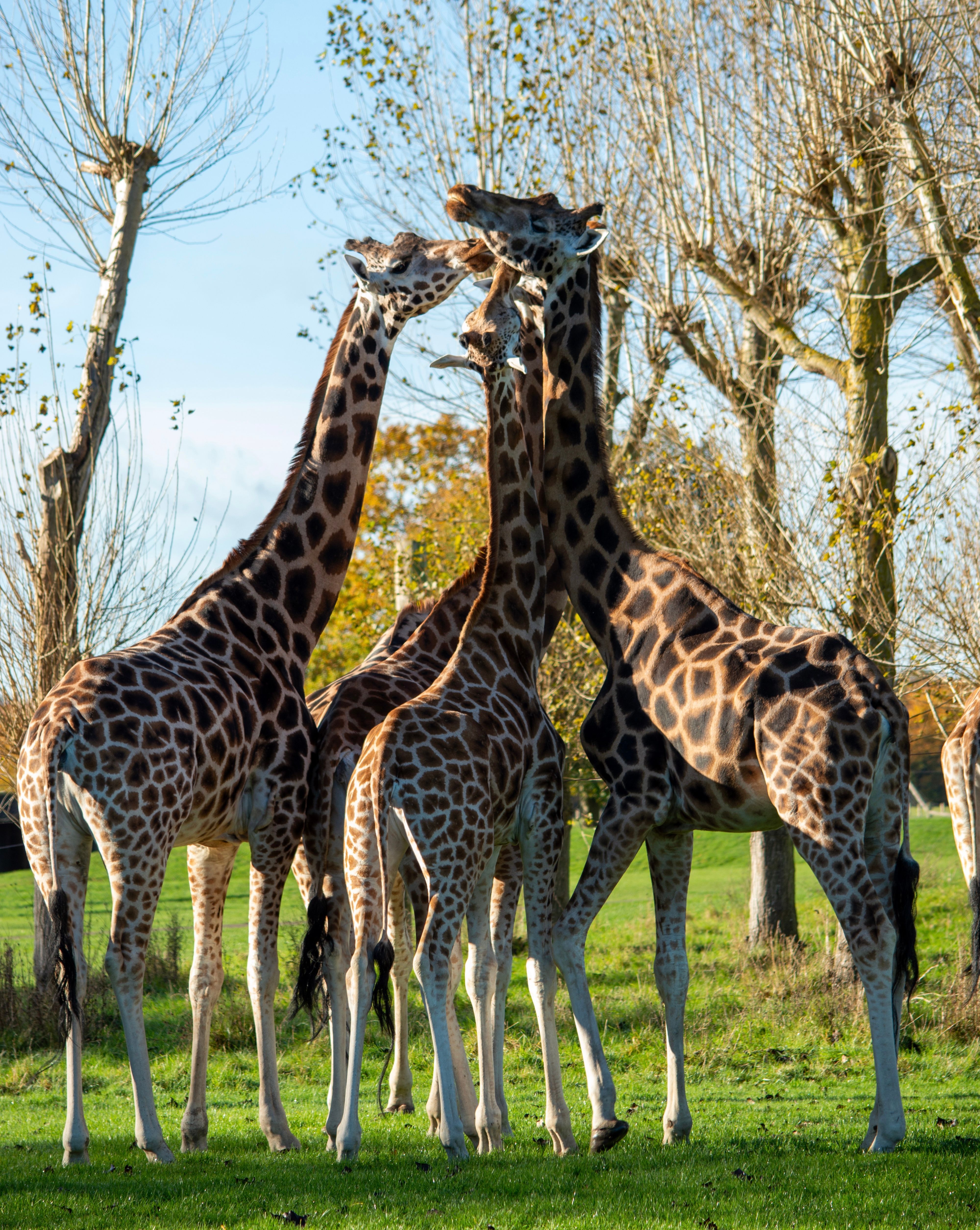 Giraffes Standing Close to Each Other on a Field · Free Stock Photo