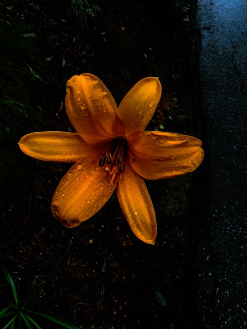Free Flower  Stock Photo