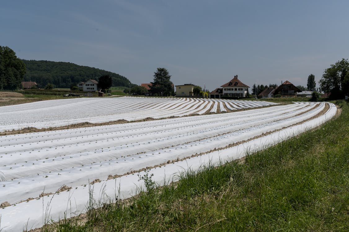 农用纺织品, 夏天, 晴朗的天空 的 免费素材图片