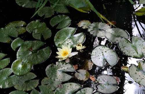 Základová fotografie zdarma na téma déšť, kapky, krása