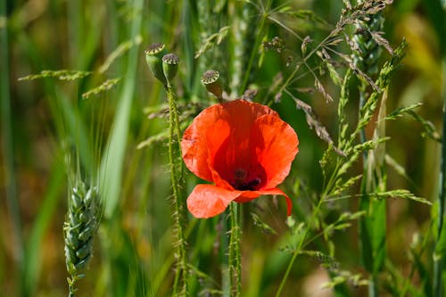 Photos gratuites de centrale, coquelicot, fleur