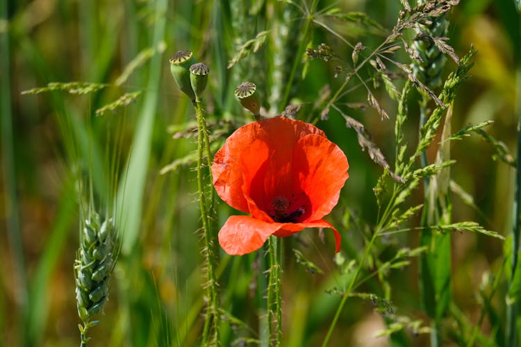 Red Poppy Flower