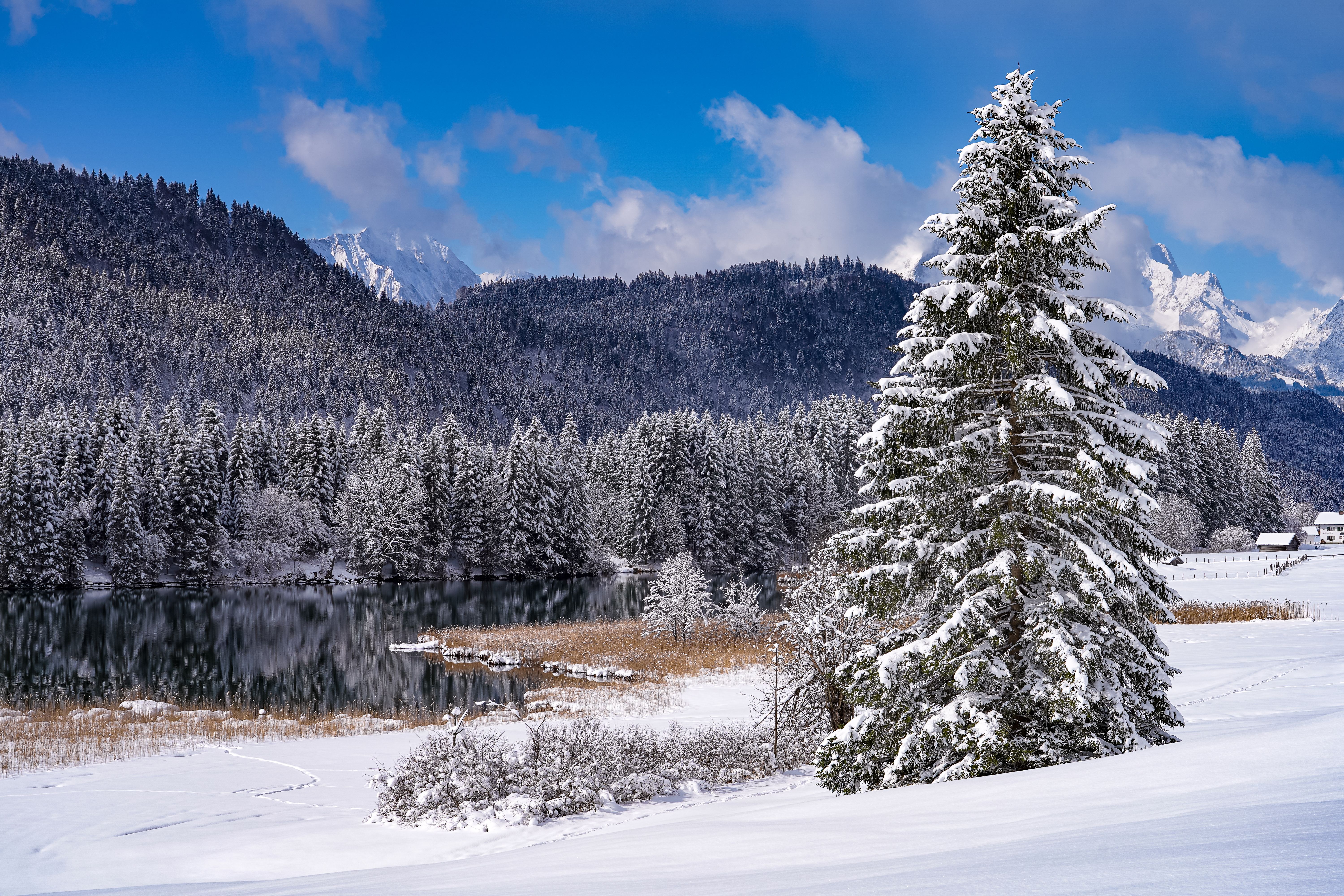 A snowy landscape with a tree and lake · Free Stock Photo