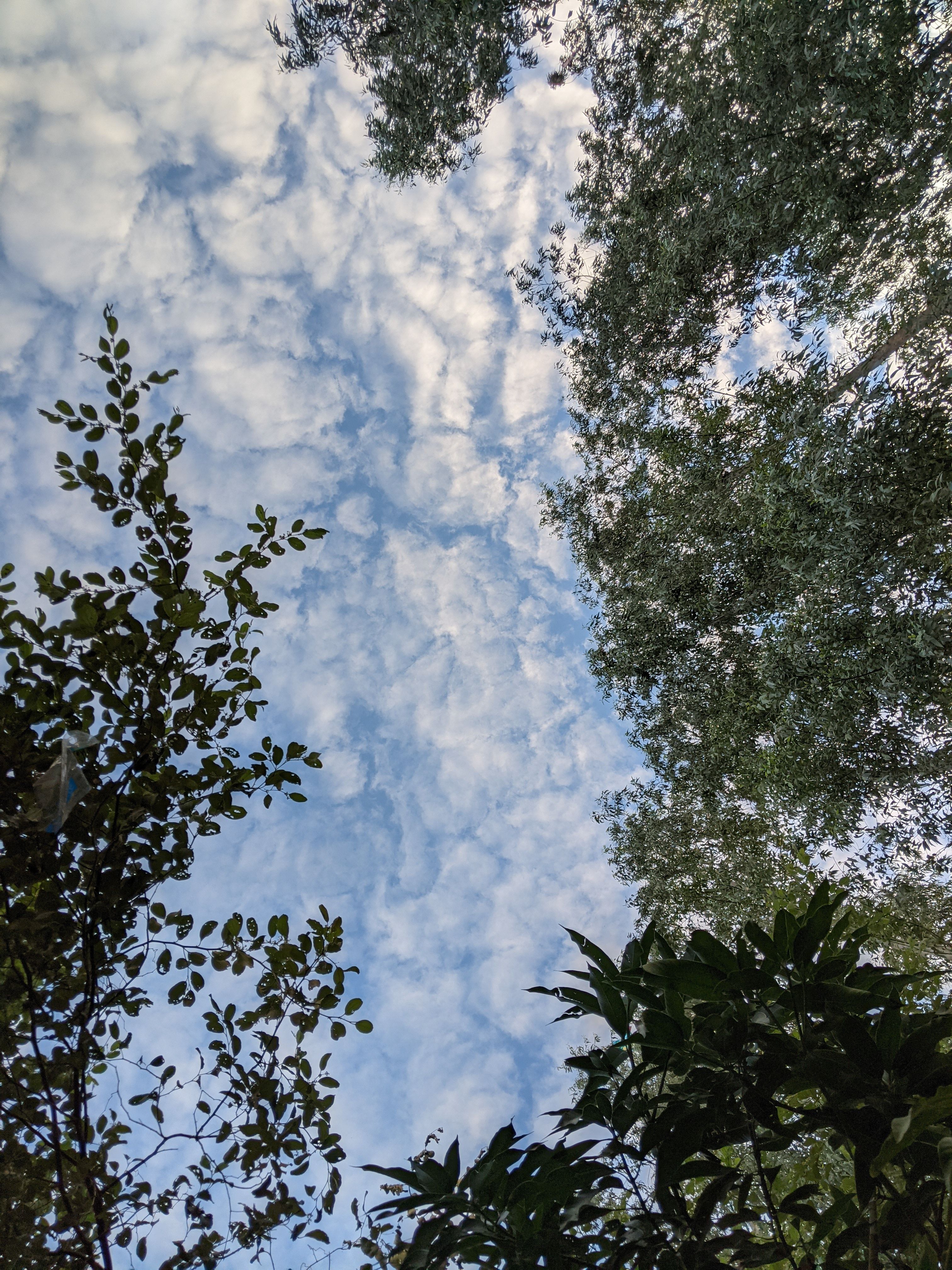 Low Angle Shot of Green Tree Branches under a Blue Sky with White ...