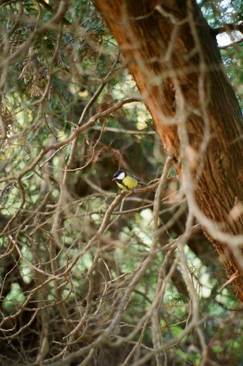 Foto d'estoc gratuïta de arbre, au, bosc