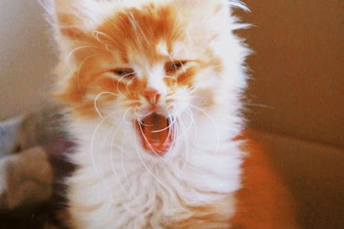 Close-up of a Yawning Cat