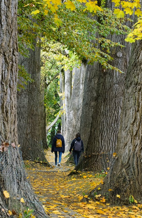 People Hiking among Trees in Autumn