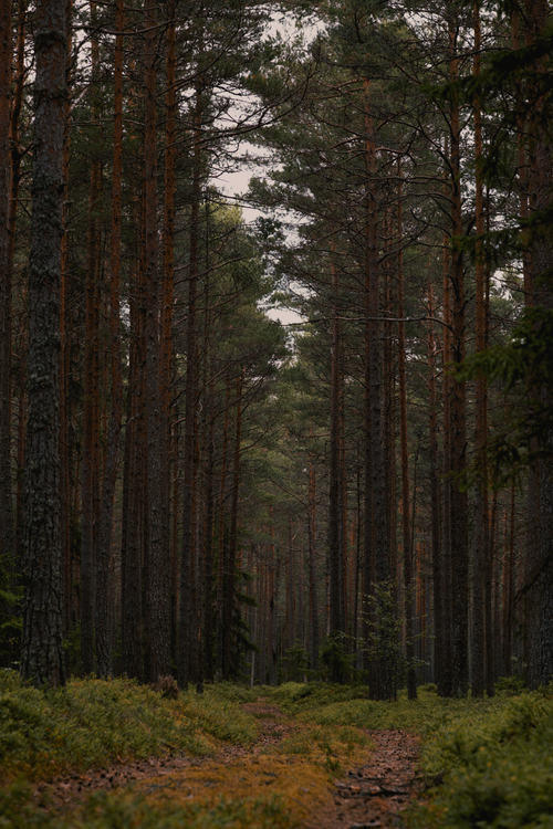 Free A tranquil footpath traversing a lush, towering evergreen forest scenery. Stock Photo