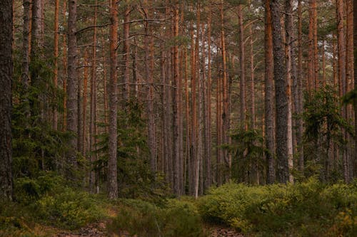 Gratis stockfoto met bomen, Bos, decor