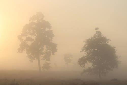 Fog in the morning