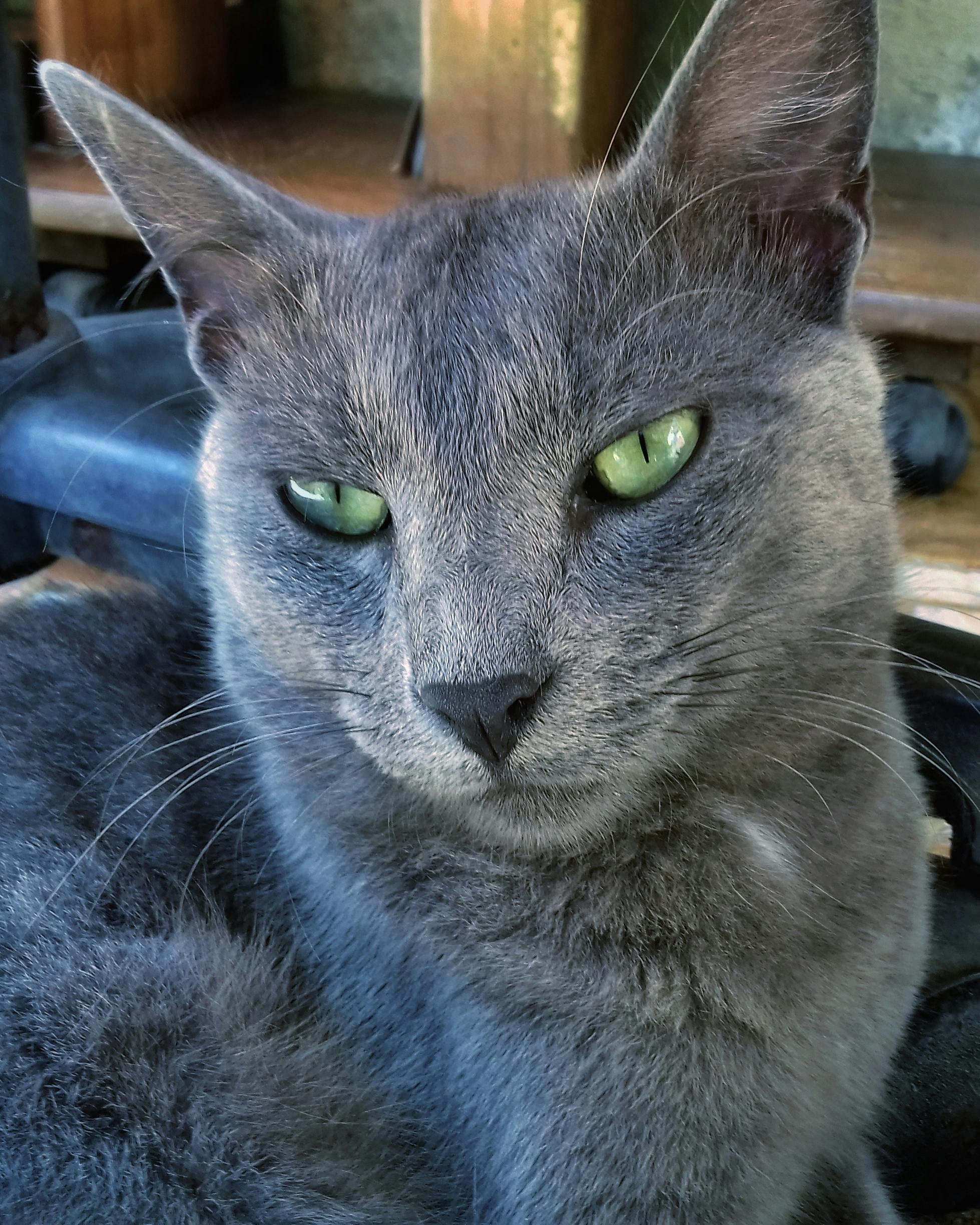 Free stock photo of #cat #animal #domestic #gray #eye #green #cute